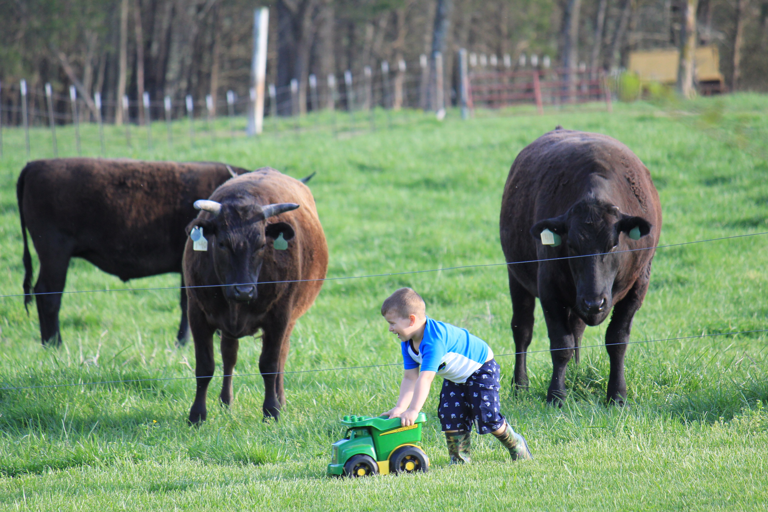 finished wagyu steers in pasture